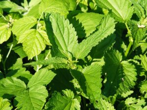 日向ぼっこでセロトニンを増やすための効果的な方法は？