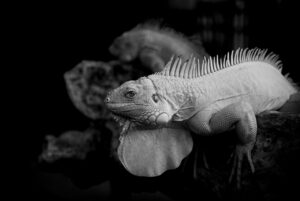 セルフコンパッションが不安を軽減するカウンセリングの効果とは？